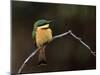 Little Bee Eater, Kenya-Charles Sleicher-Mounted Photographic Print