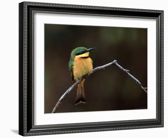 Little Bee Eater, Kenya-Charles Sleicher-Framed Photographic Print