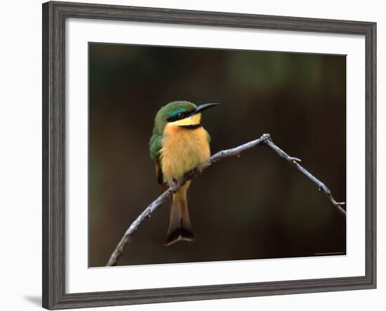 Little Bee Eater, Kenya-Charles Sleicher-Framed Photographic Print