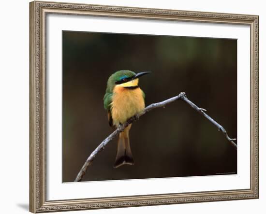 Little Bee Eater, Kenya-Charles Sleicher-Framed Photographic Print