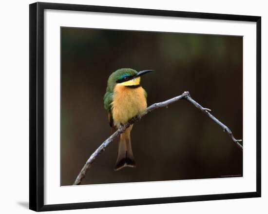 Little Bee Eater, Kenya-Charles Sleicher-Framed Photographic Print