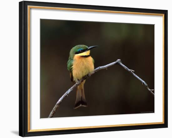 Little Bee Eater, Kenya-Charles Sleicher-Framed Photographic Print