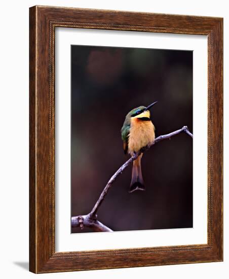 Little Bee-Eater, Kenya-Charles Sleicher-Framed Photographic Print