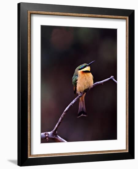 Little Bee-Eater, Kenya-Charles Sleicher-Framed Photographic Print