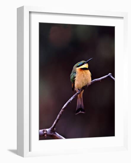 Little Bee-Eater, Kenya-Charles Sleicher-Framed Photographic Print