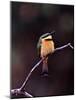 Little Bee-Eater, Kenya-Charles Sleicher-Mounted Photographic Print