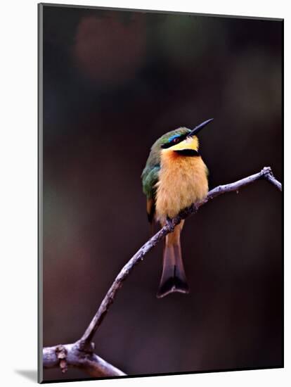 Little Bee-Eater, Kenya-Charles Sleicher-Mounted Photographic Print