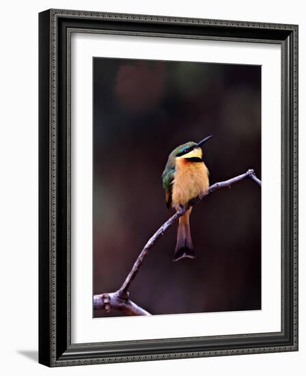 Little Bee-Eater, Kenya-Charles Sleicher-Framed Photographic Print