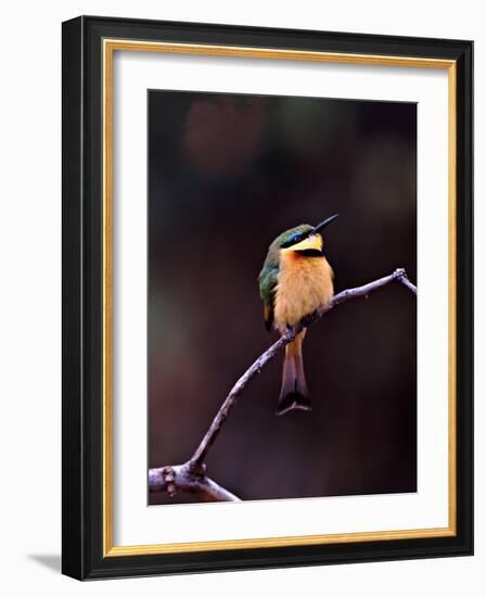 Little Bee-Eater, Kenya-Charles Sleicher-Framed Photographic Print