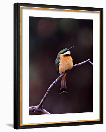 Little Bee-Eater, Kenya-Charles Sleicher-Framed Photographic Print