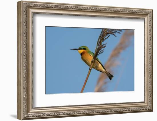 Little Bee-eater (Merops pusillus), Okavango Delta, Botswana, Africa-Sergio Pitamitz-Framed Photographic Print