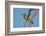 Little Bee-eater (Merops pusillus), Okavango Delta, Botswana, Africa-Sergio Pitamitz-Framed Photographic Print