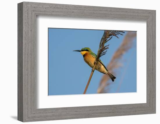 Little Bee-eater (Merops pusillus), Okavango Delta, Botswana, Africa-Sergio Pitamitz-Framed Photographic Print