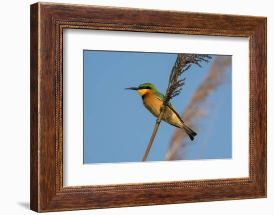 Little Bee-eater (Merops pusillus), Okavango Delta, Botswana, Africa-Sergio Pitamitz-Framed Photographic Print
