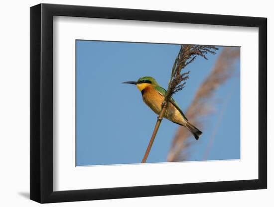 Little Bee-eater (Merops pusillus), Okavango Delta, Botswana, Africa-Sergio Pitamitz-Framed Photographic Print