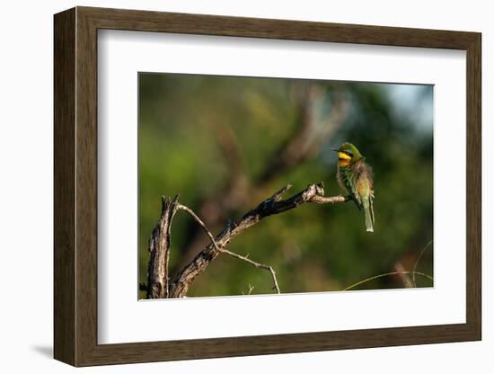 Little Bee-eater (Merops pusillus), Sabi Sands Game Reserve, South Africa, Africa-Sergio Pitamitz-Framed Photographic Print