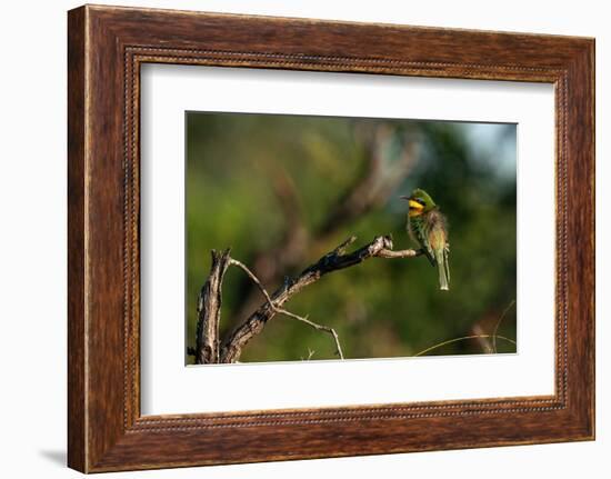 Little Bee-eater (Merops pusillus), Sabi Sands Game Reserve, South Africa, Africa-Sergio Pitamitz-Framed Photographic Print