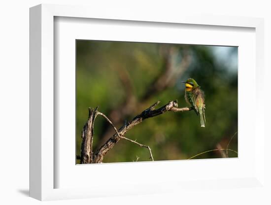 Little Bee-eater (Merops pusillus), Sabi Sands Game Reserve, South Africa, Africa-Sergio Pitamitz-Framed Photographic Print