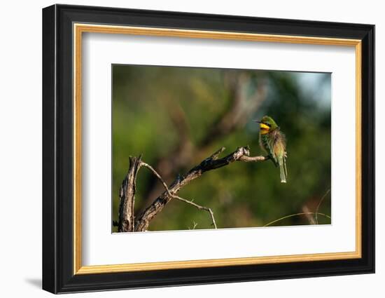 Little Bee-eater (Merops pusillus), Sabi Sands Game Reserve, South Africa, Africa-Sergio Pitamitz-Framed Photographic Print