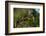 Little Bee-eater (Merops pusillus), Sabi Sands Game Reserve, South Africa, Africa-Sergio Pitamitz-Framed Photographic Print