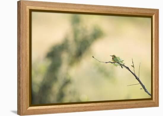 Little Bee Eater (Merops Pusillus), Zambia, Africa-Janette Hill-Framed Premier Image Canvas