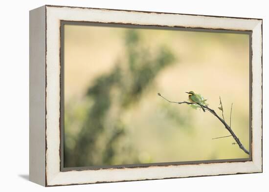 Little Bee Eater (Merops Pusillus), Zambia, Africa-Janette Hill-Framed Premier Image Canvas