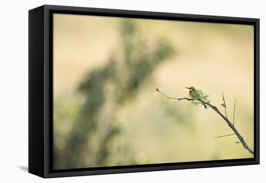 Little Bee Eater (Merops Pusillus), Zambia, Africa-Janette Hill-Framed Premier Image Canvas