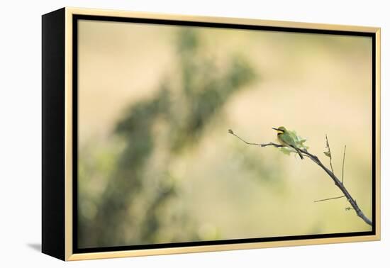 Little Bee Eater (Merops Pusillus), Zambia, Africa-Janette Hill-Framed Premier Image Canvas