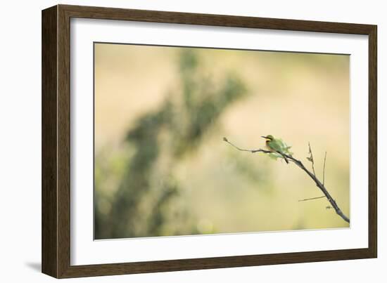 Little Bee Eater (Merops Pusillus), Zambia, Africa-Janette Hill-Framed Photographic Print