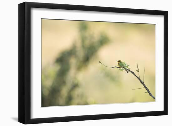 Little Bee Eater (Merops Pusillus), Zambia, Africa-Janette Hill-Framed Photographic Print