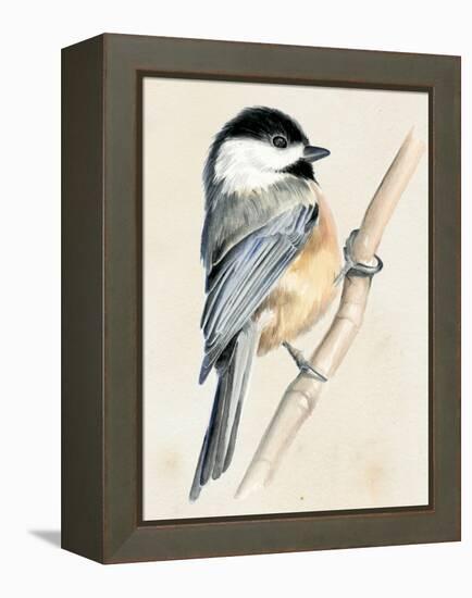 Little Bird on Branch II-Jennifer Paxton Parker-Framed Stretched Canvas