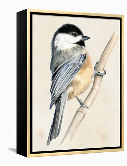 Little Bird on Branch II-Jennifer Paxton Parker-Framed Stretched Canvas