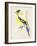 Little Bird on Branch III-Jennifer Paxton Parker-Framed Art Print