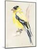 Little Bird on Branch III-Jennifer Paxton Parker-Mounted Art Print