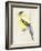 Little Bird on Branch III-Jennifer Paxton Parker-Framed Art Print