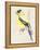 Little Bird on Branch III-Jennifer Paxton Parker-Framed Stretched Canvas