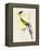 Little Bird on Branch III-Jennifer Paxton Parker-Framed Stretched Canvas