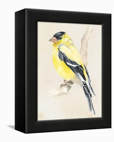 Little Bird on Branch III-Jennifer Paxton Parker-Framed Stretched Canvas