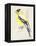 Little Bird on Branch III-Jennifer Paxton Parker-Framed Stretched Canvas