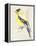 Little Bird on Branch III-Jennifer Paxton Parker-Framed Stretched Canvas
