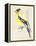 Little Bird on Branch III-Jennifer Paxton Parker-Framed Stretched Canvas