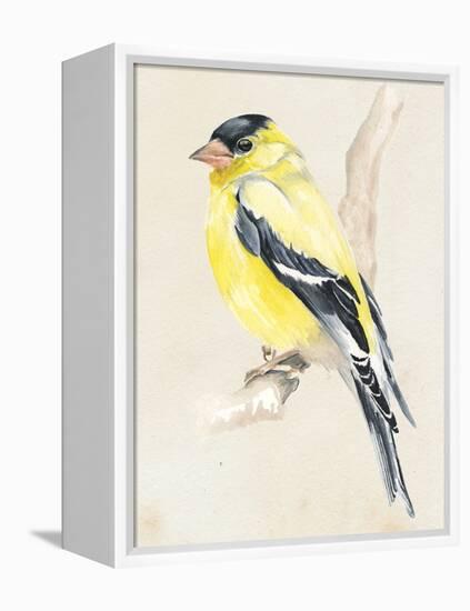 Little Bird on Branch III-Jennifer Paxton Parker-Framed Stretched Canvas