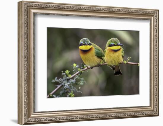 Little Birds-Art Wolfe-Framed Photographic Print