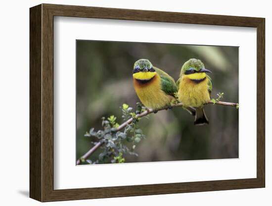 Little Birds-Art Wolfe-Framed Photographic Print