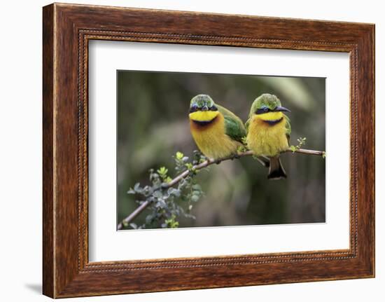 Little Birds-Art Wolfe-Framed Photographic Print