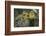 Little Birds-Art Wolfe-Framed Photographic Print