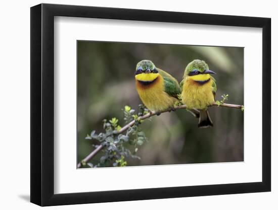 Little Birds-Art Wolfe-Framed Photographic Print