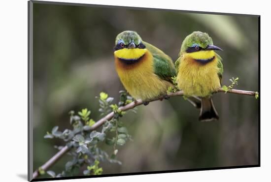 Little Birds-Art Wolfe-Mounted Photographic Print