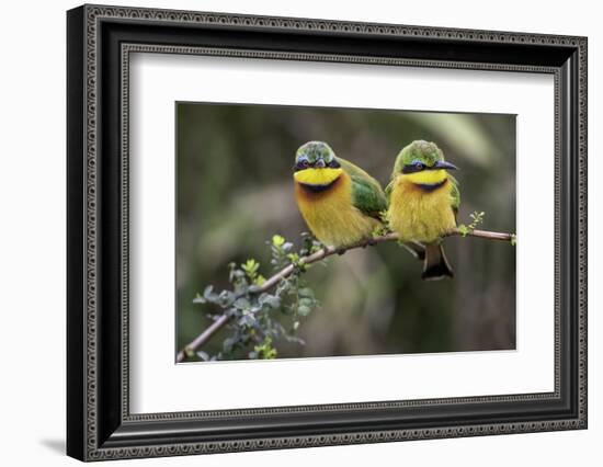 Little Birds-Art Wolfe-Framed Photographic Print