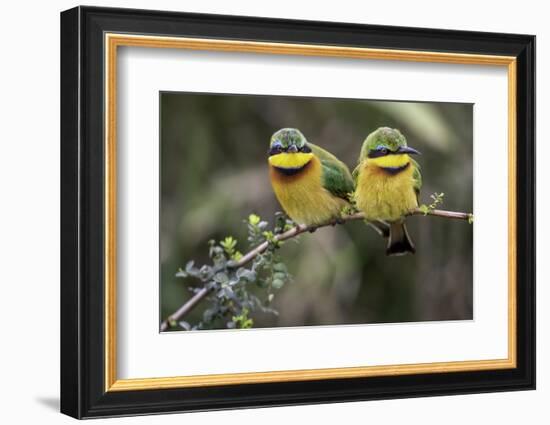 Little Birds-Art Wolfe-Framed Photographic Print